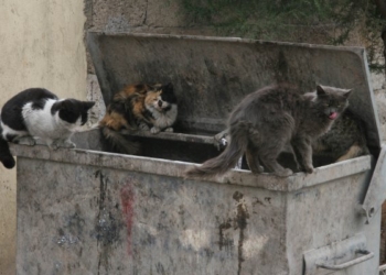 kedi